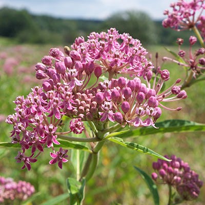 milkweed from seed to flower Swamp Milkweed Seeds, Asclepias incarnata