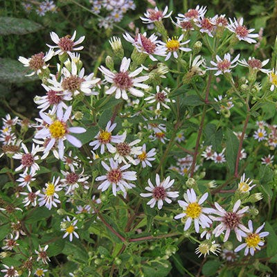 aster family plant clingy seeds Big Leaf Aster Seeds