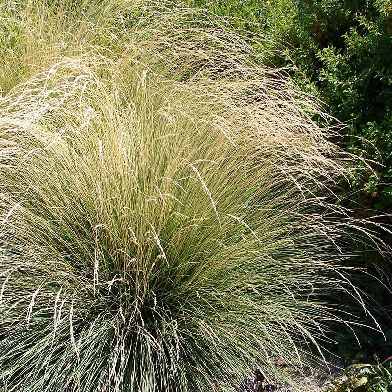 Atlas Fescue