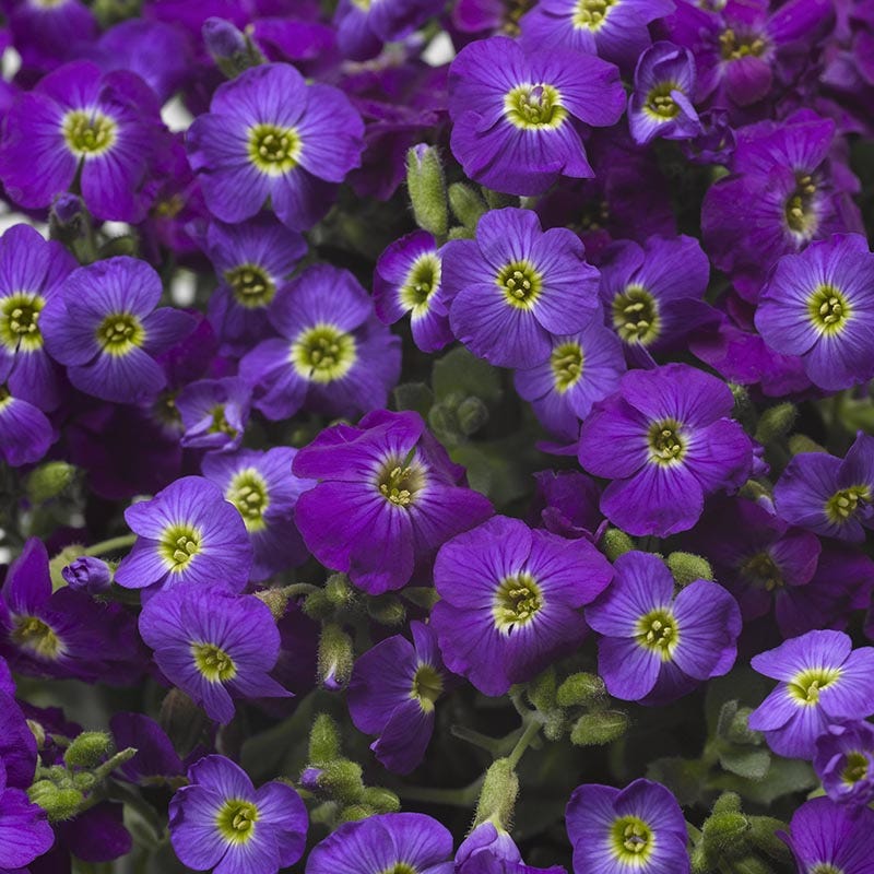 Axcent Deep Purple Aubrieta, Rock Cress | High Country Gardens