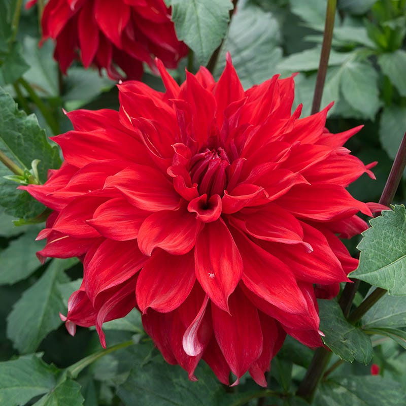 dinner plate dahlia seeds for sale Babylon Red Decorative Dinnerplate Dahlia Bulbs