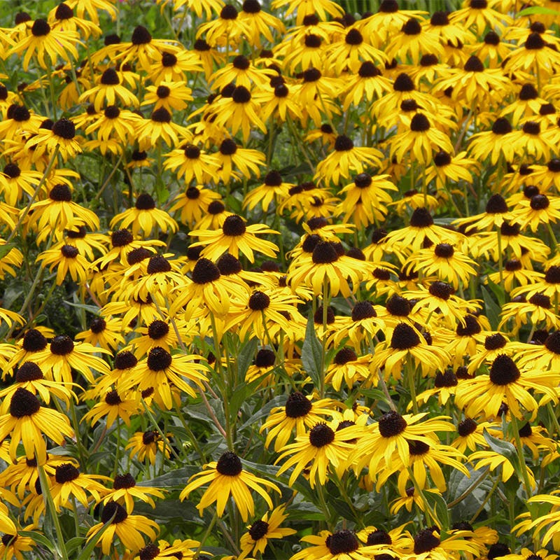 black eyed susan planting from seed Black Eyed Susan Seeds, Rudbeckia hirta