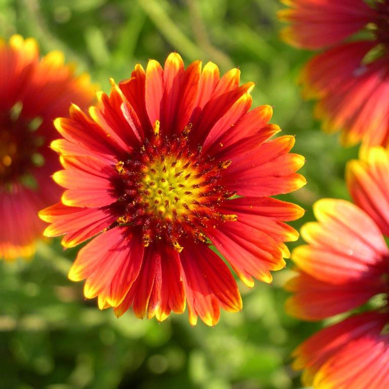 growing blanket flower from seed Blanket Flower Seeds, Gaillardia aristata