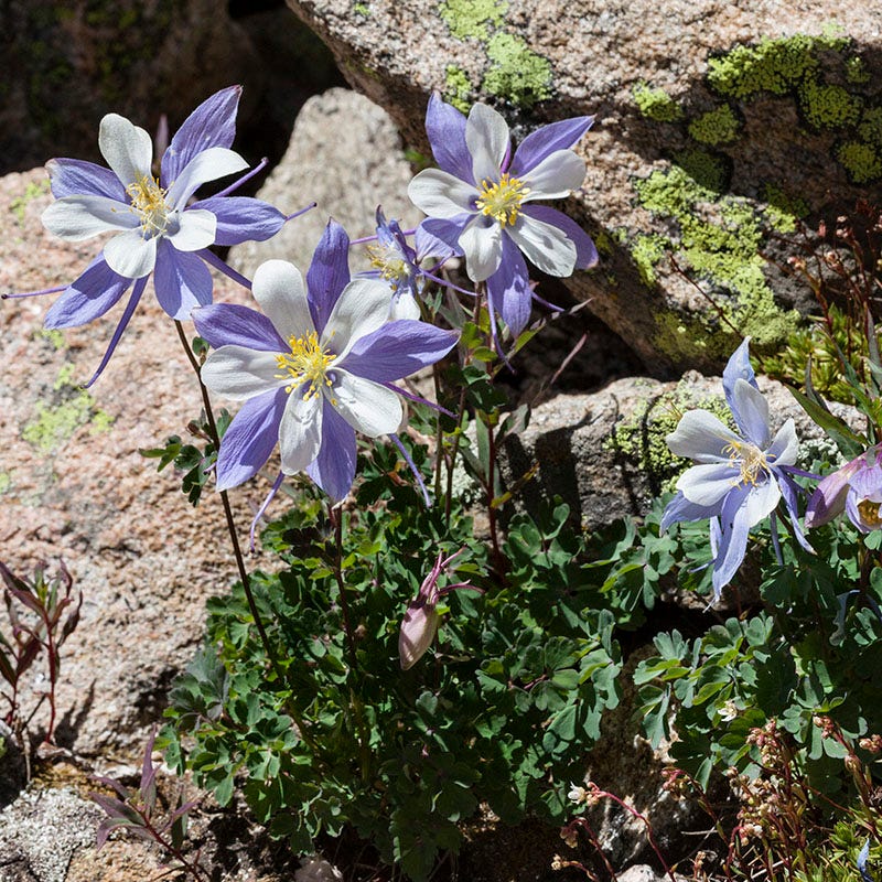 columbine seeds planting Blue Columbine Seeds, Aquilegia caerulea