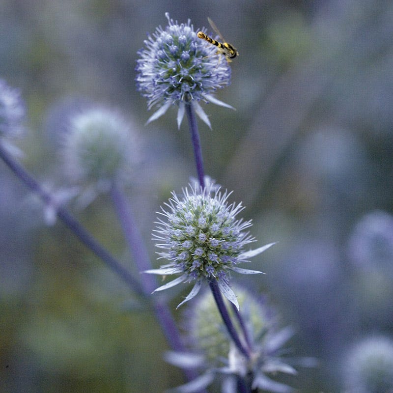 Blue Glitter Sea Holly, Eryngium planum Blue Glitter | High