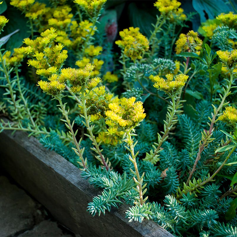 blue spruce stonecrop succulent Blue Spruce Sedum, Stonecrop