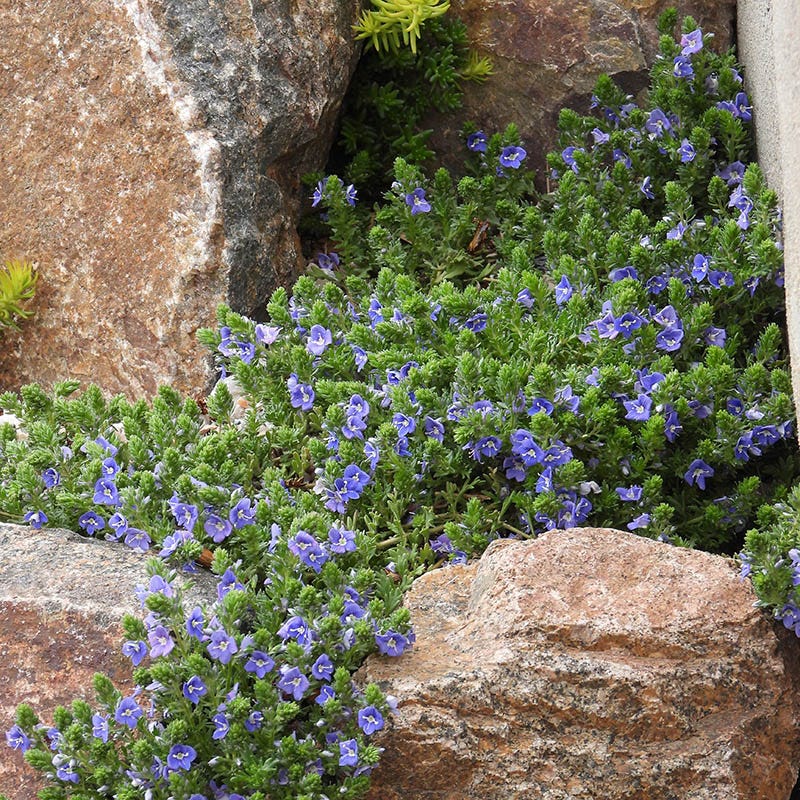 Blue Woolly Speedwell, Veronica pectinata | High Country Gardens