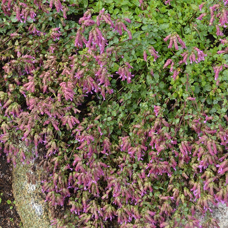 Bristol Cross Oregano, Origanum