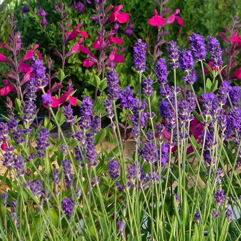 flowering lavender tree Buena Vista English Lavender, Lavandula angustifolia