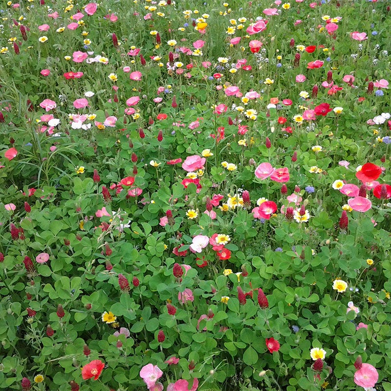 bird and butterfly wildflower seed mix Butterfly and Hummingbird Wildflower Seed Mix