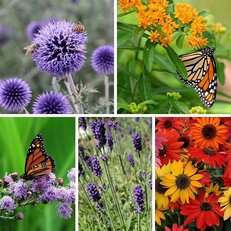 succulents that attract butterflies Butterfly & Bee-Friendly Collection For The West