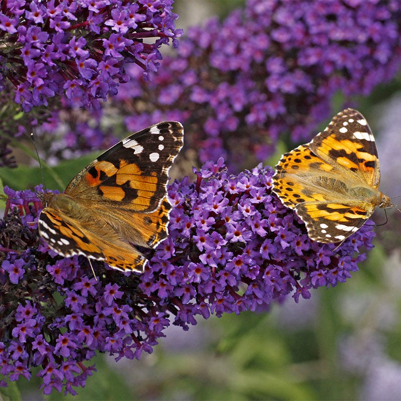 Buzz Midnight Butterfly Bush, Buddleia