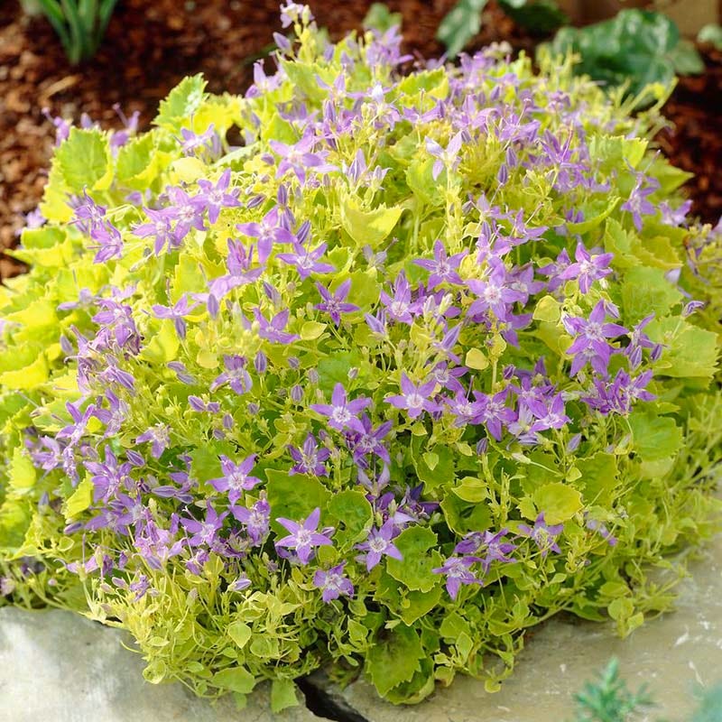 campanula plant in pots Dickson's Gold Bellflower, Campanula