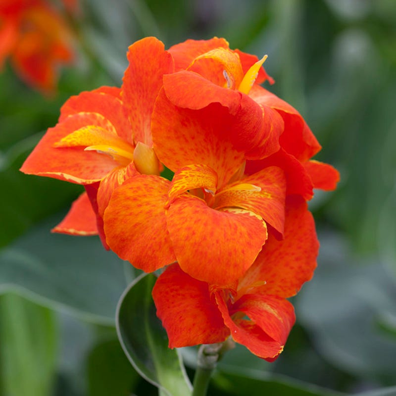 Cannasol Happy Cleo Canna Lily | High Country Gardens