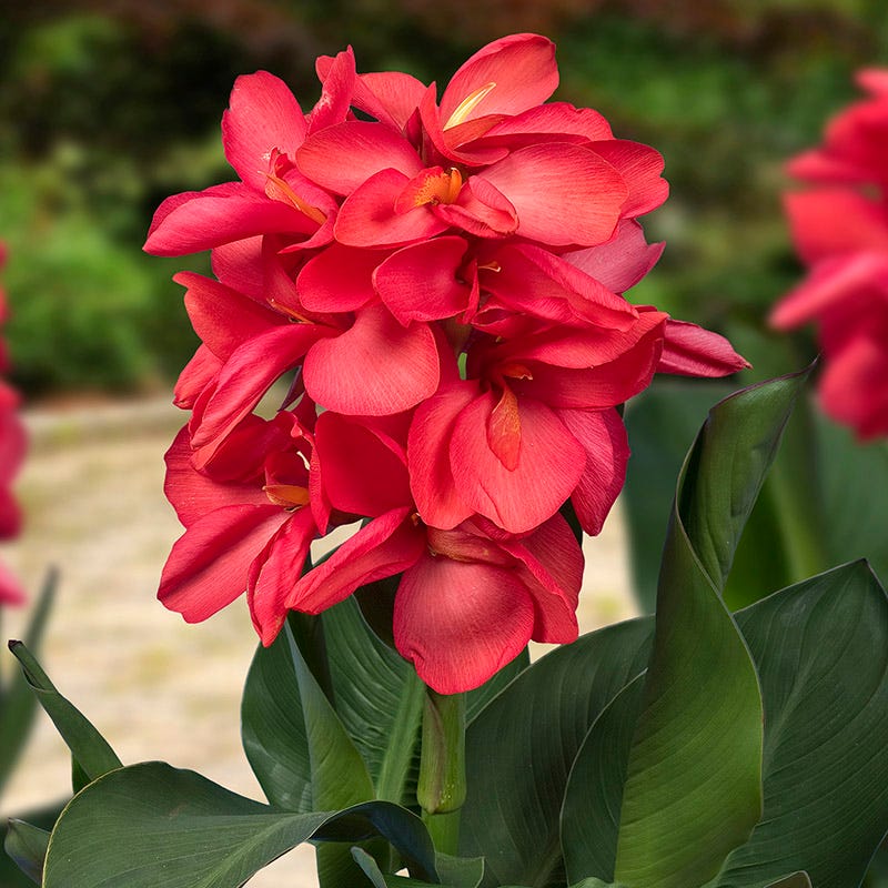 Cannasol Happy Isabel Canna Lily | High Country Gardens