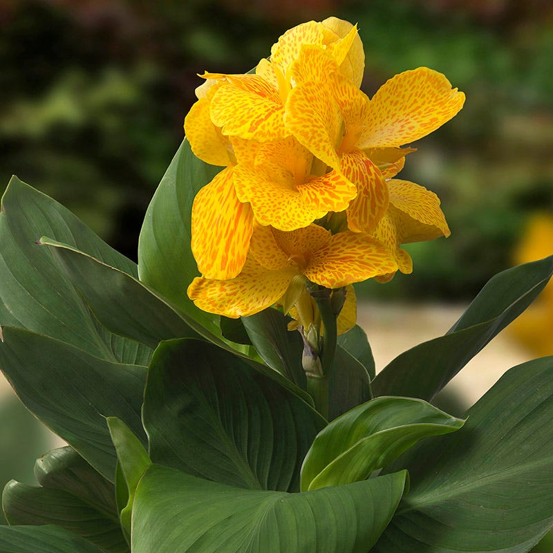 Cannasol Happy Emily Canna Lily | High Country Gardens
