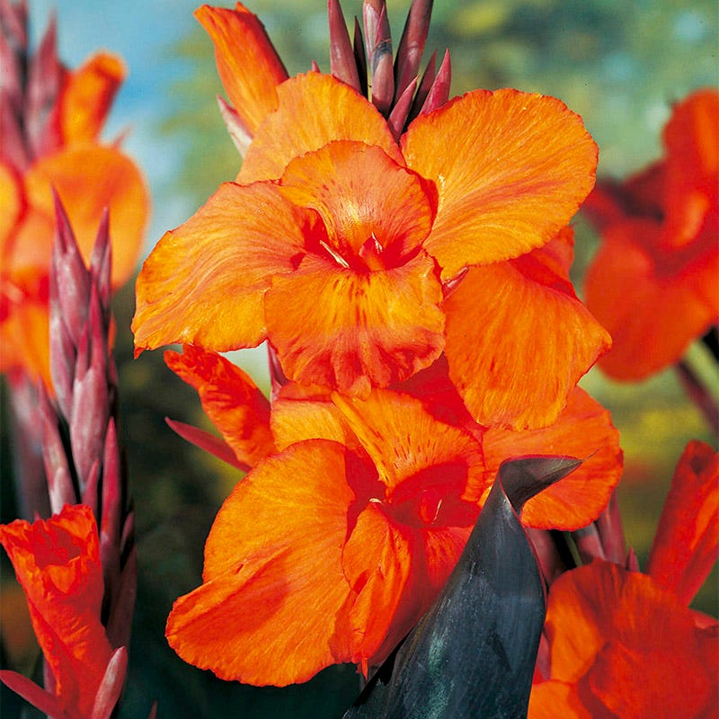 canna lily cut flower Wyoming Canna Lily