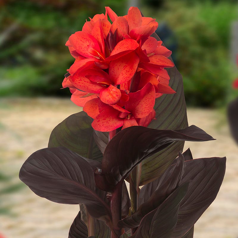 Cannasol Happy Julia Canna Lily | High Country Gardens