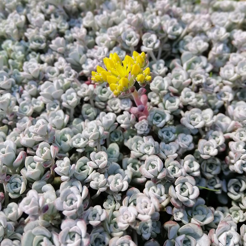 capo blanco succulent Cape Blanco Sedum, Stonecrop