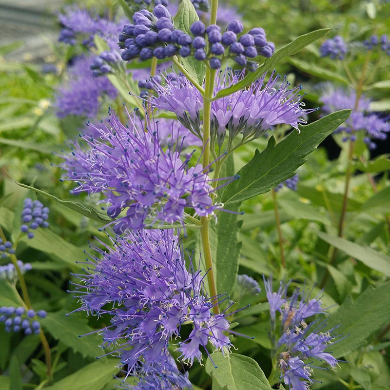 dark knight plant philodendron Dark Knight Caryopteris, Blue Mist Shrub