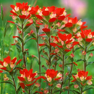 scarlet paintbrush succulent Indian Paintbrush Seeds (Castilleja)