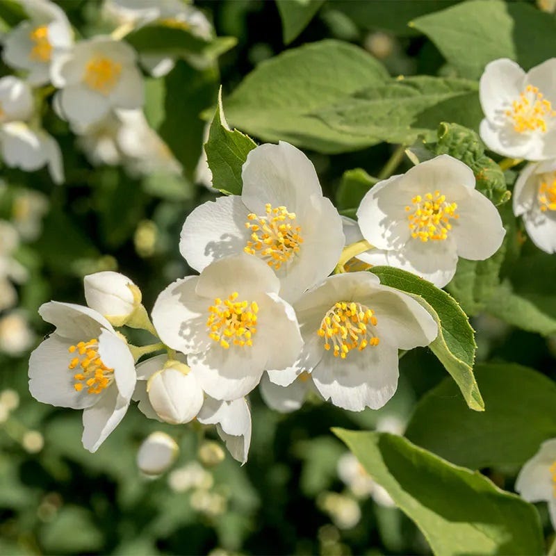 cheyenne succulent Cheyenne Mock Orange, Philadelphus