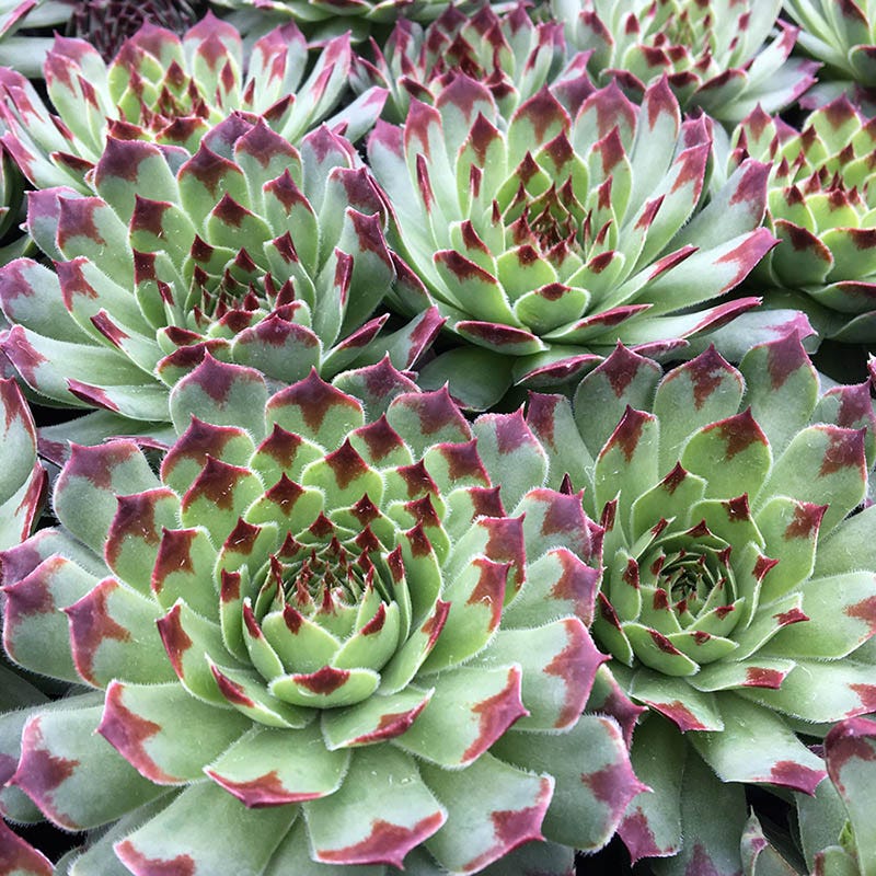 Chick Charms Mint Marvel Hens and Chicks, Sempervivum