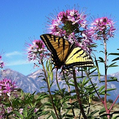 bee plant seeds Rocky Mountain Bee Plant Seeds (Cleome)