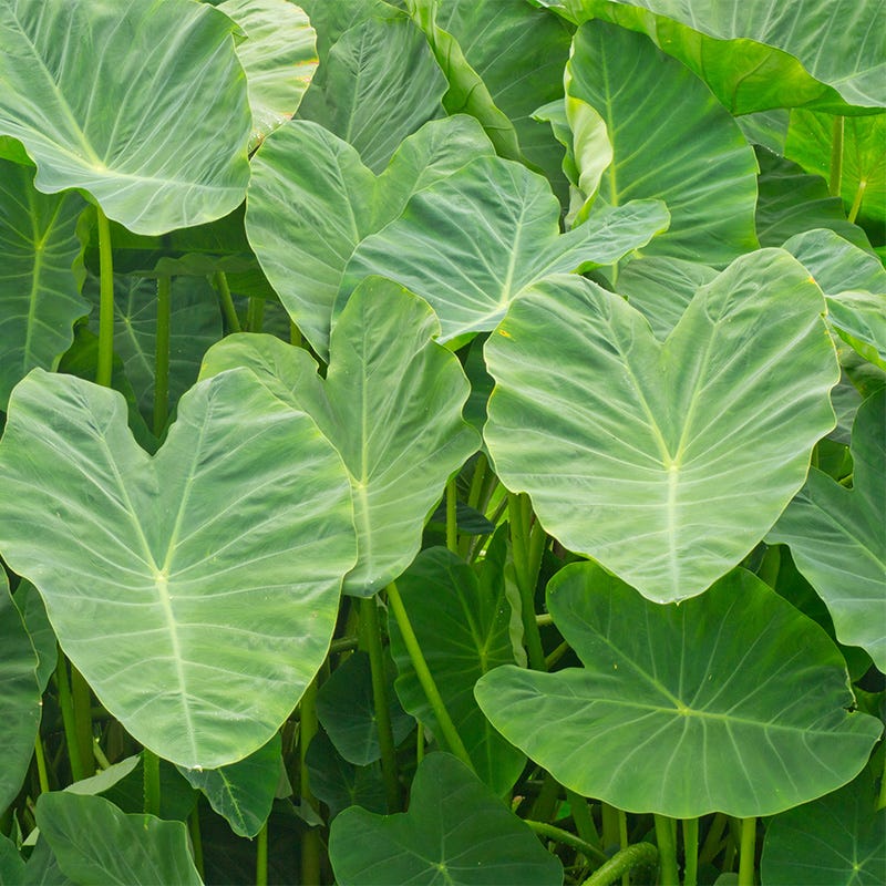 lime green elephant ear plant Elephant Ears