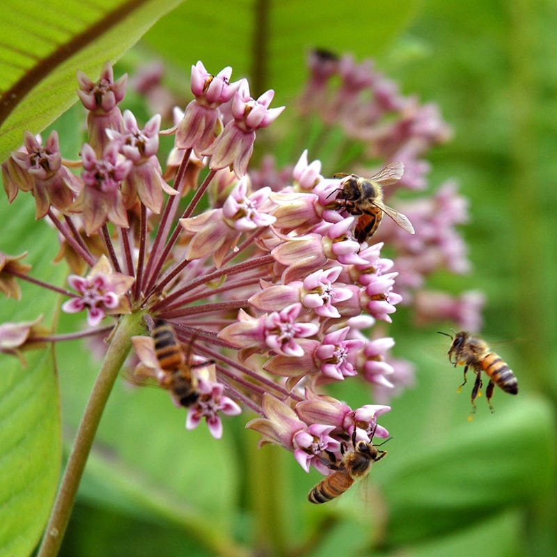 Common Milkweed Seeds, Asclepias syriaca | High Country Gardens