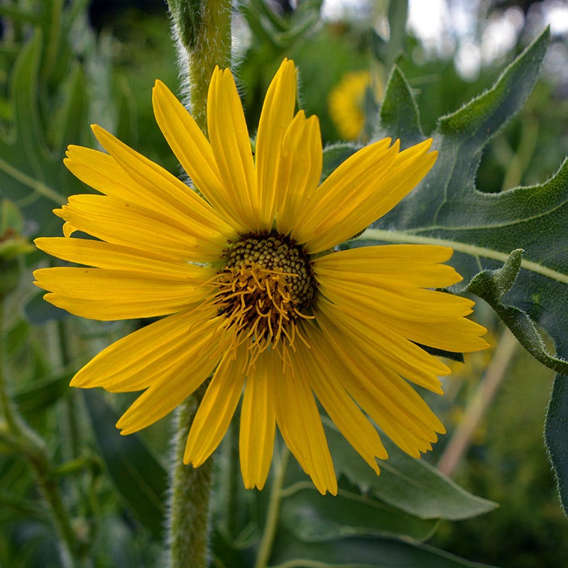 compass plant seeds Compass Plant, Silphium laciniatum