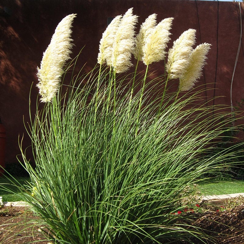 planting pampas grass from seed Dwarf Pampas Grass, Cortaderia selloana Pumila
