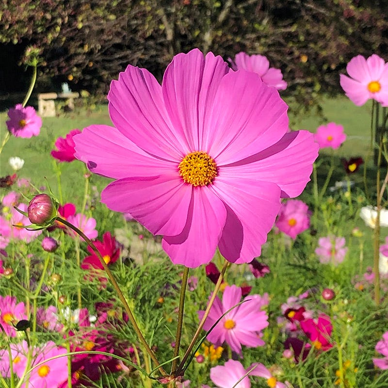 cosmos flower seeds for sale Cosmos Seeds