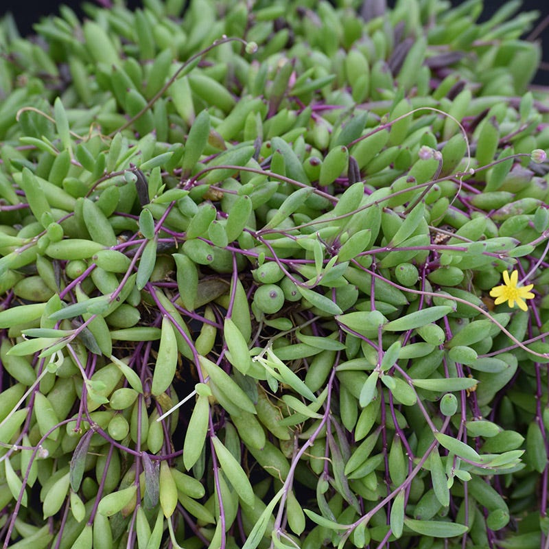 pickle plant hanging Little Pickles, Crassothonna capensis
