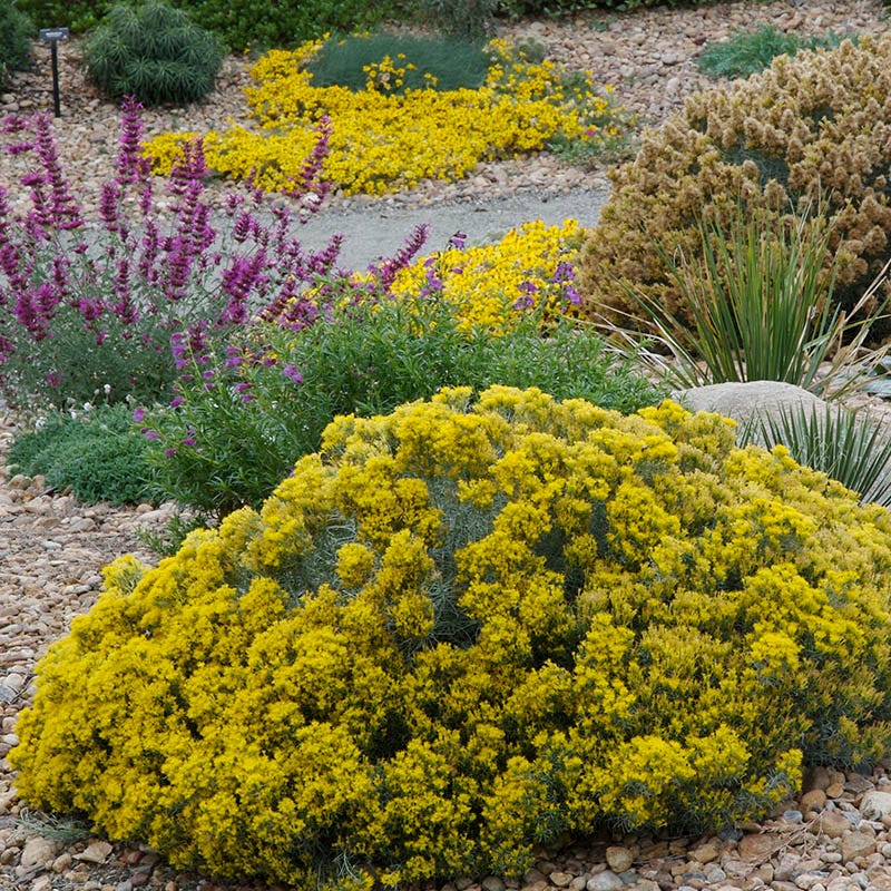 blue rabbit succulent Baby Blue Rabbitbrush