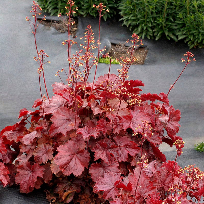 heuchera plants in pots Heuchera Coral Bells 'Northern Exposure Red'
