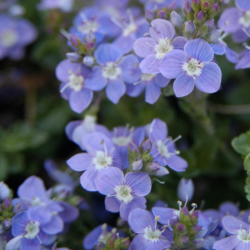 CRYSTAL RIVER Veronica, Speedwell | High Country Gardens