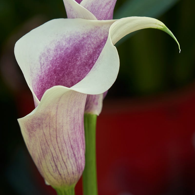 purple and white calla lily Da Vinci Calla Lily Bulbs, Zantedeschia