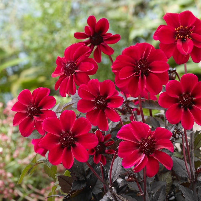 Dracula Dark Angel Dahlia Bulbs,Dark Angel Dahlia Series