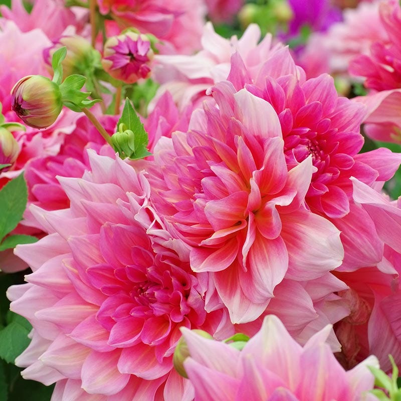 Otto's Thrill Dinnerplate Dahlia | High Country Gardens
