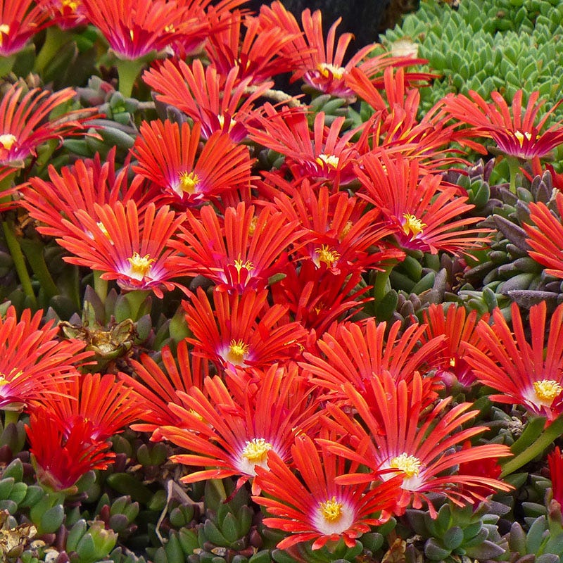 red flame succulent Red Mountain Flame Ice Plant, Delosperma Red Mountain Flame
