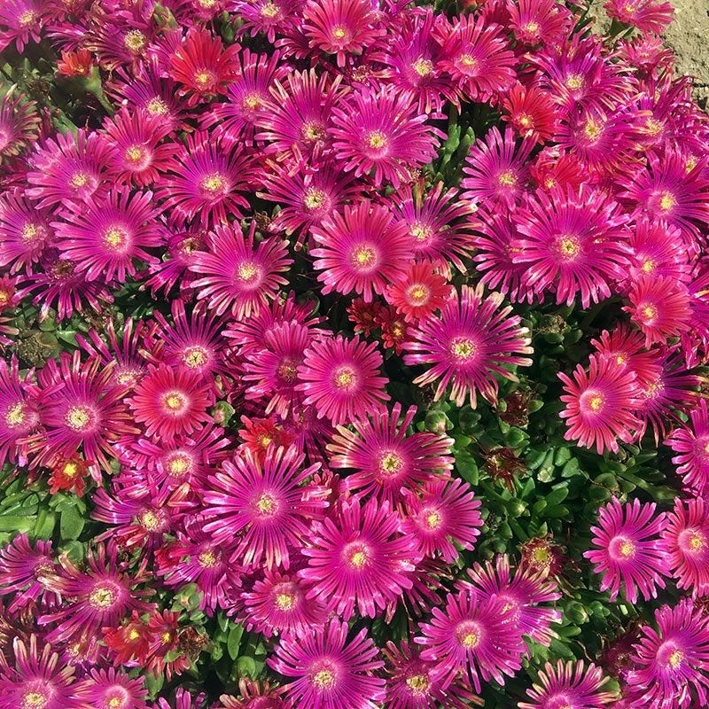 Delosperma Granita Raspberry, Ice Plant | High Country Gardens