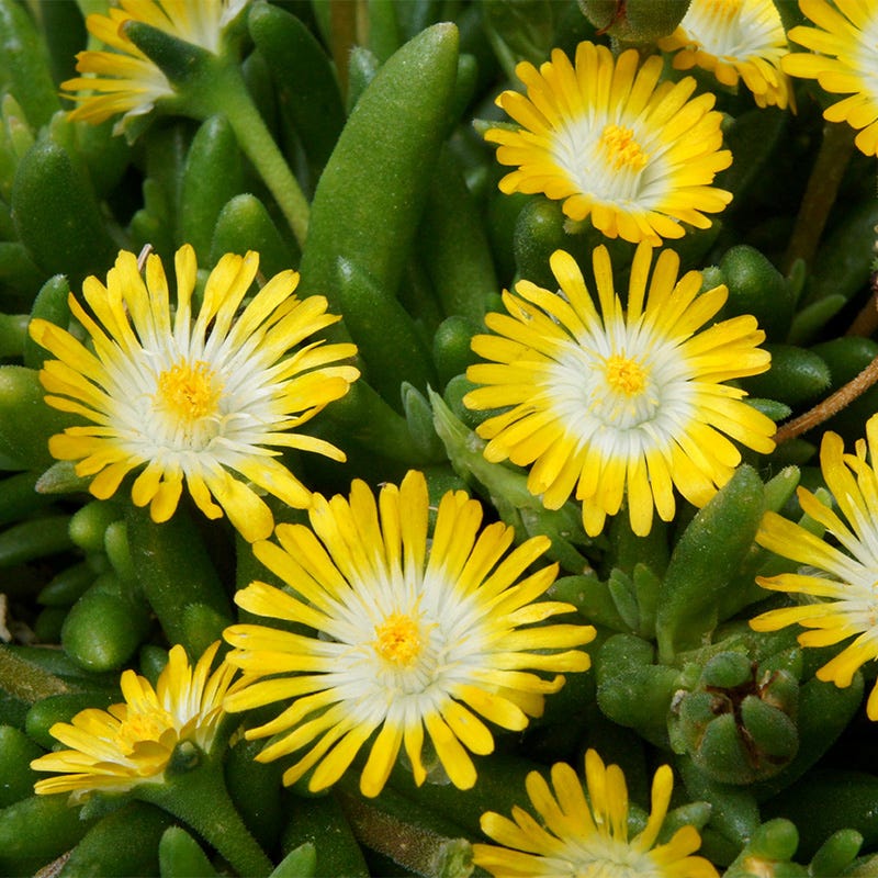 peridot succulent Jewel of Desert® Peridot Ice Plant, Delosperma