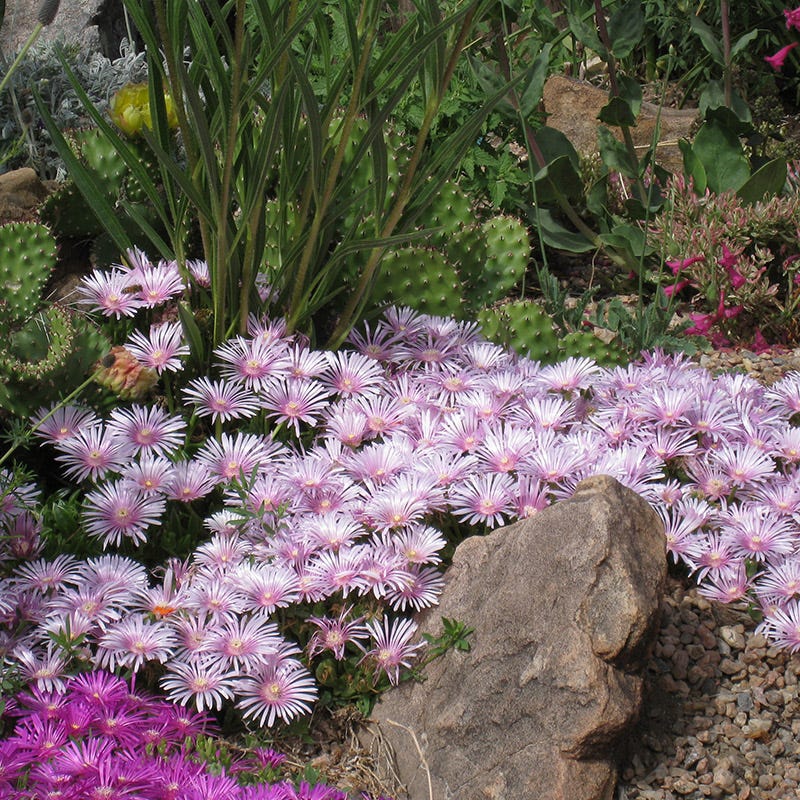 lavender ice rose plant Lavender Ice Hardy Ice Plant, Delosperma Lavender Ice