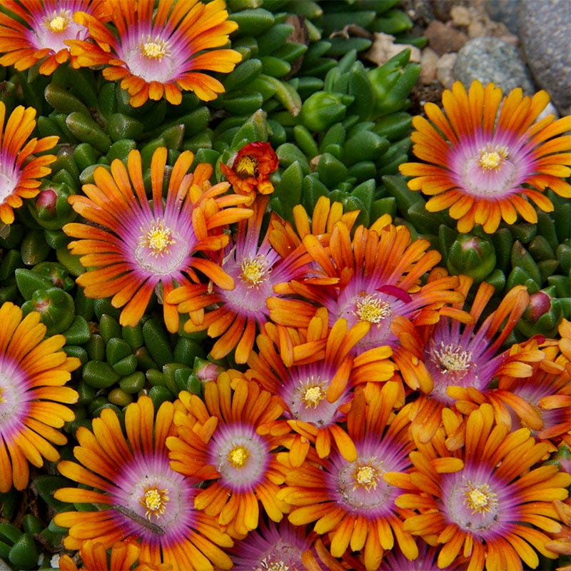 Fire Spinner Ice Plant, Delosperma Fire Spinner