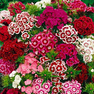 planting dianthus seeds Sweet William Seeds (Dianthus)