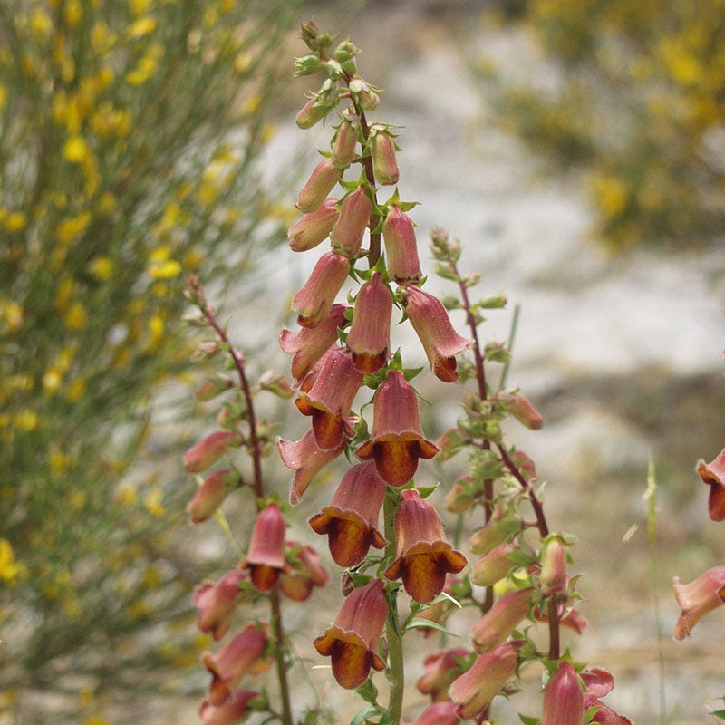 foxglove seed planting process day by day chart of pictures Digitalis obscura Sunset, Sunset Foxglove
