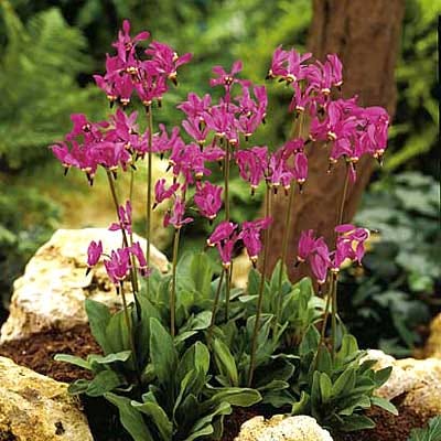 Shooting Star Seeds, Dodecatheon meadia