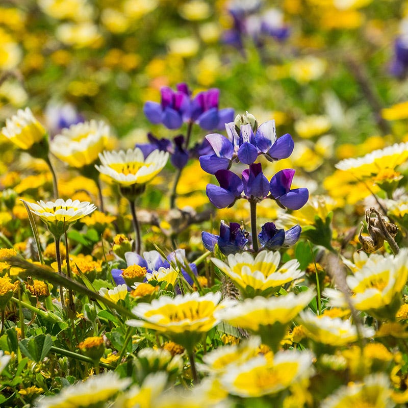 best way to plant wildflower seeds in spring Native Dry Area Wildflower Seed Mix