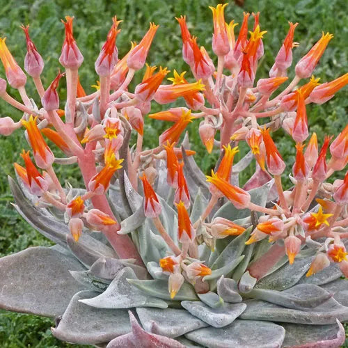 forever succulents Orange Live Forever (Dudleya)